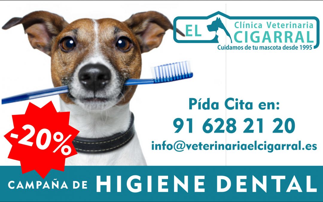 Campaña de Higiene Dental para tu Mascota.